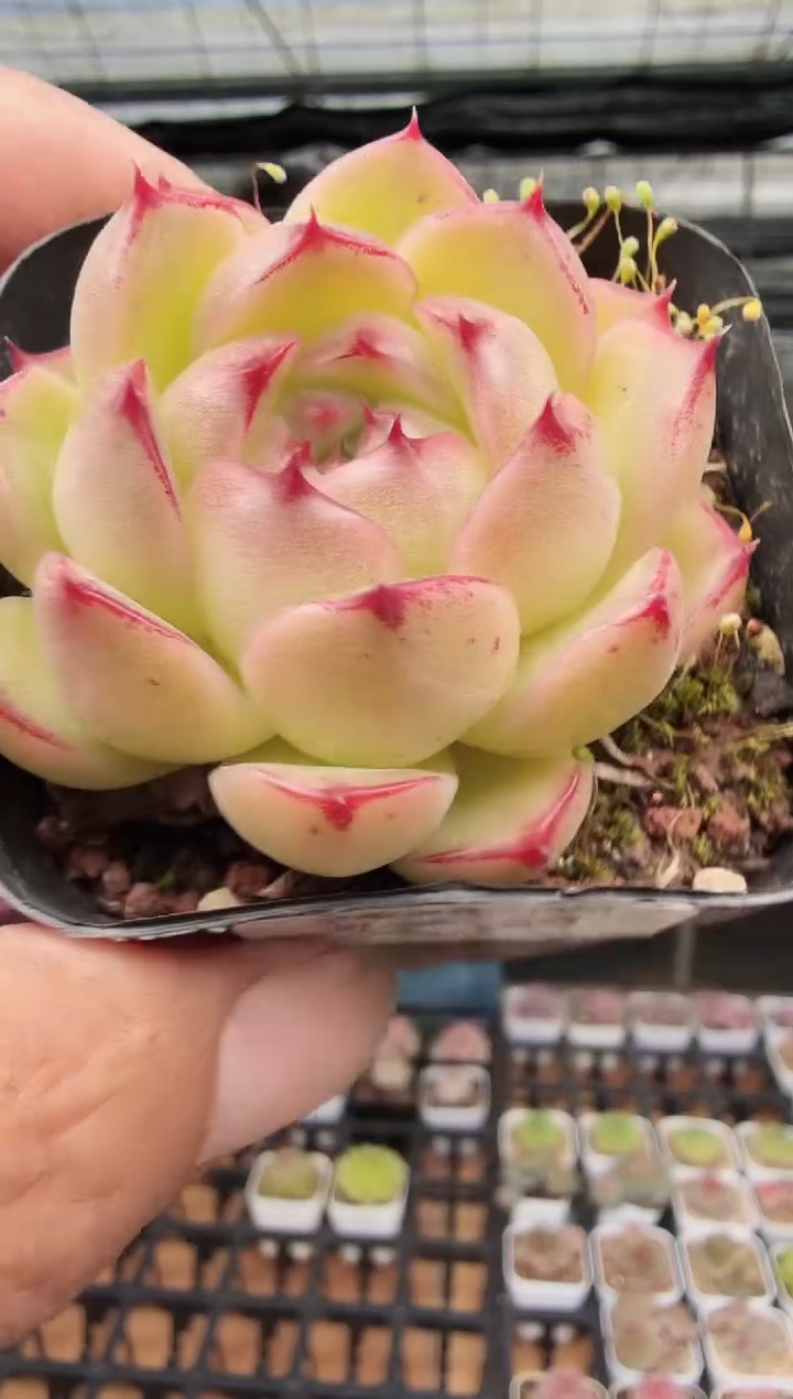 东云多肉园新款-80