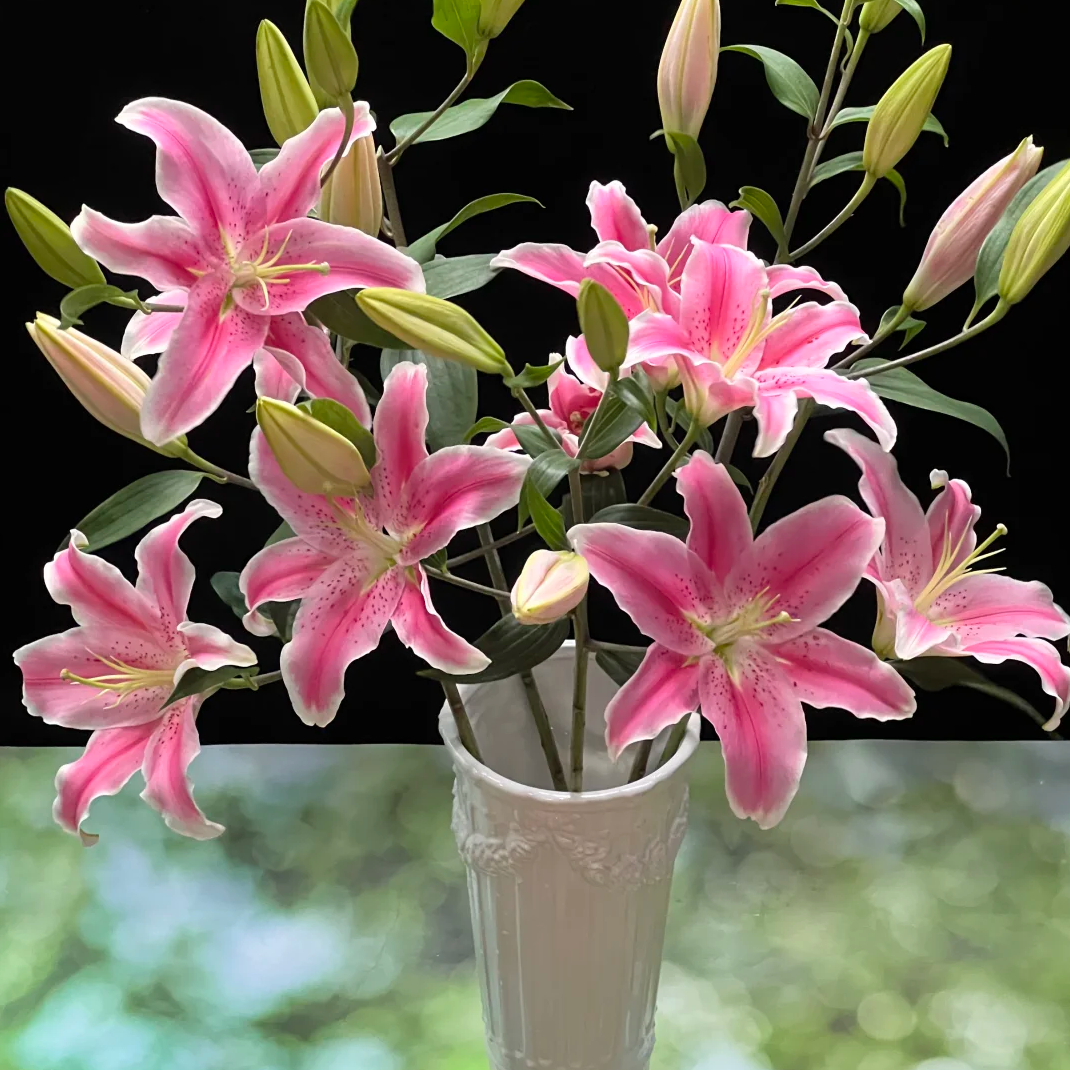 【3支多头香水粉百合】带香味花期久单瓣云南鲜花2件包邮送货上门