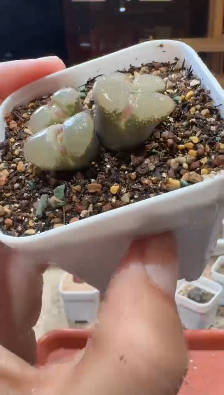 20-342多肉植物肉锥