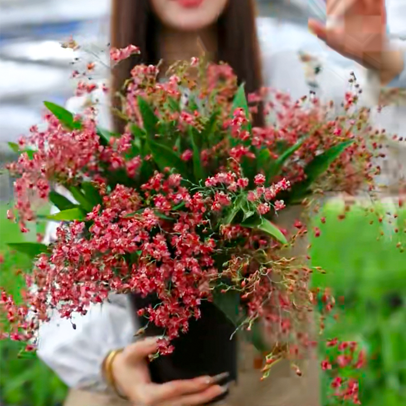 春石斛兰【甜心公主】带花苞白花紫边原盆原土发货室内好养盆栽
