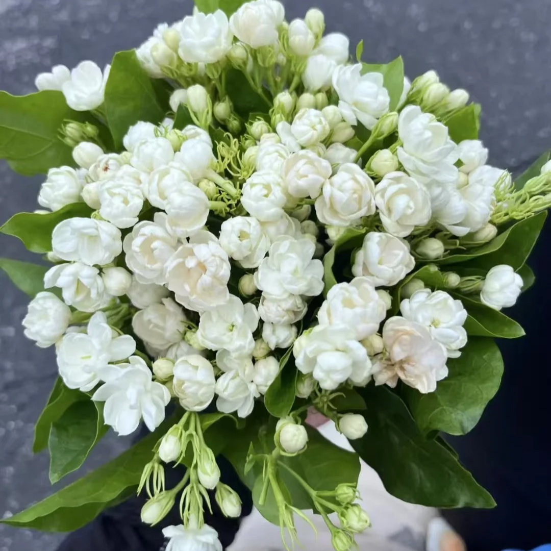 【源头优选】茉莉鲜切花-任意2单鲜花包邮 发货后不支持退款