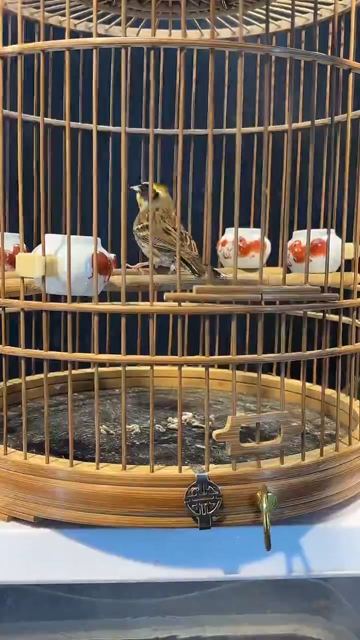 61号  虎头凤养笼  0元起拍