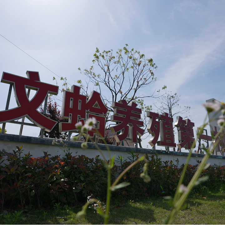 如东滨海村本港文蛤包邮