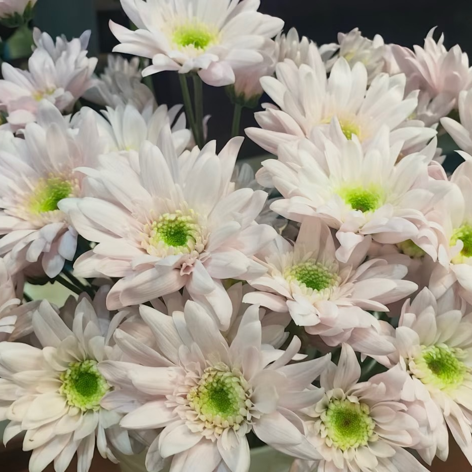 【源头一手价】长瓣弥勒粉小雏菊一把 云南基地鲜花   家养    水养