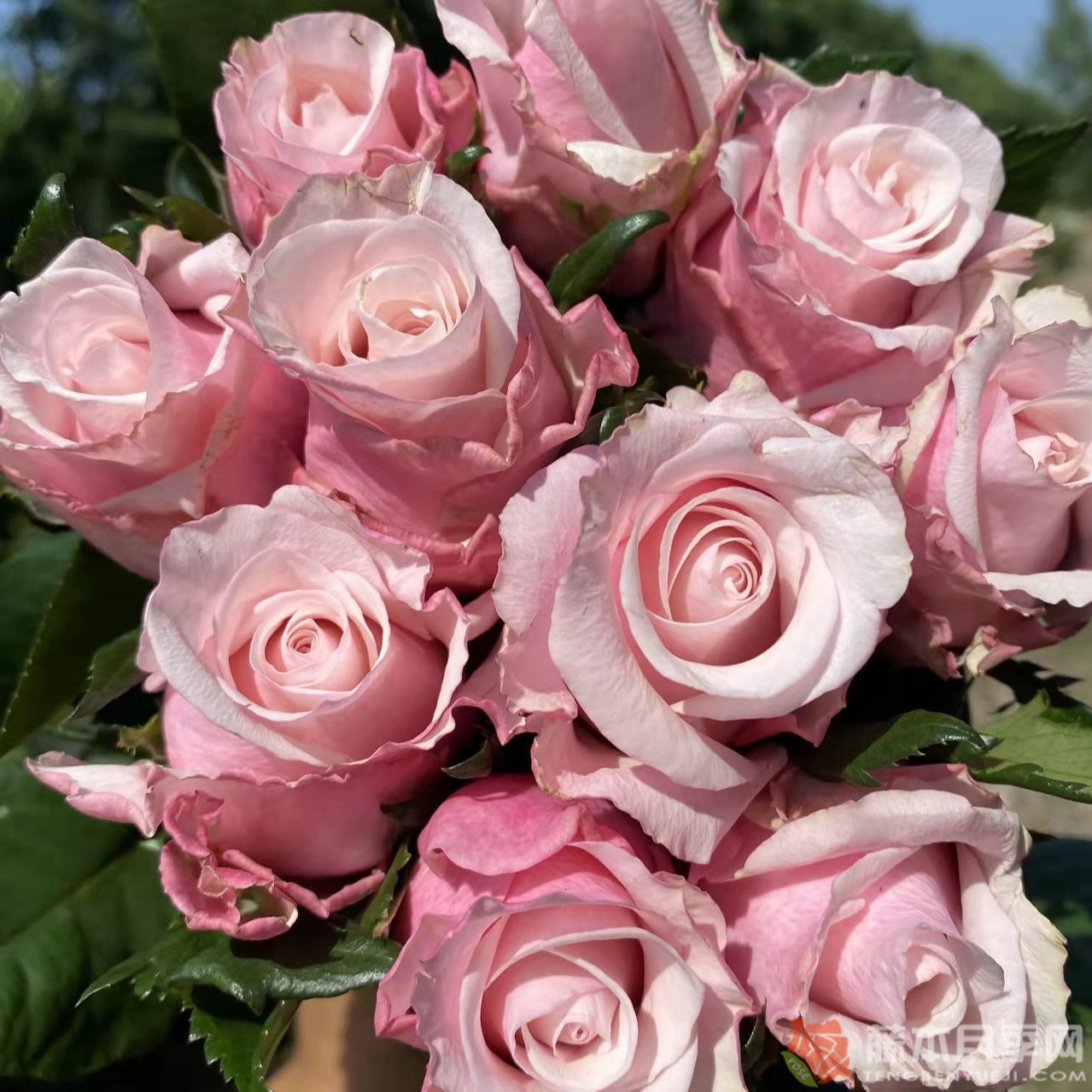 珍珠项链 月季玫瑰花卉盆栽绿植花苗花期长盆栽地栽庭院阳台四季