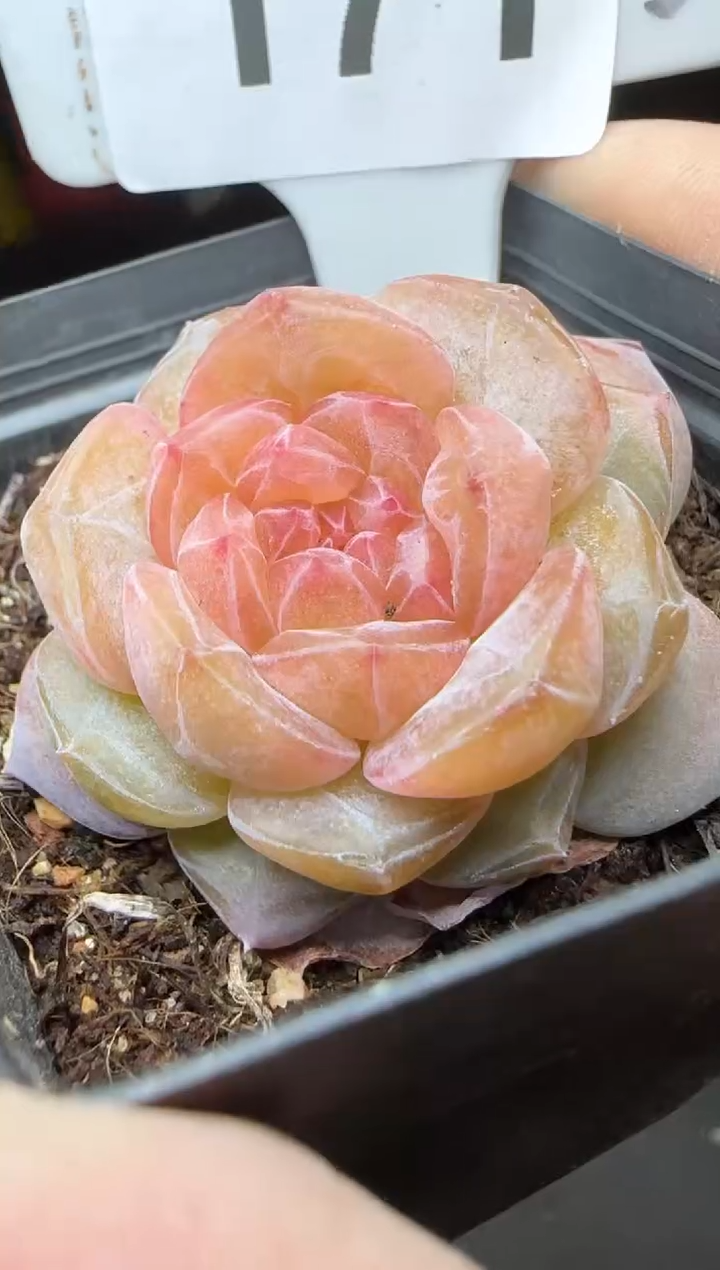 【闪购商品】一物一拍0219—171