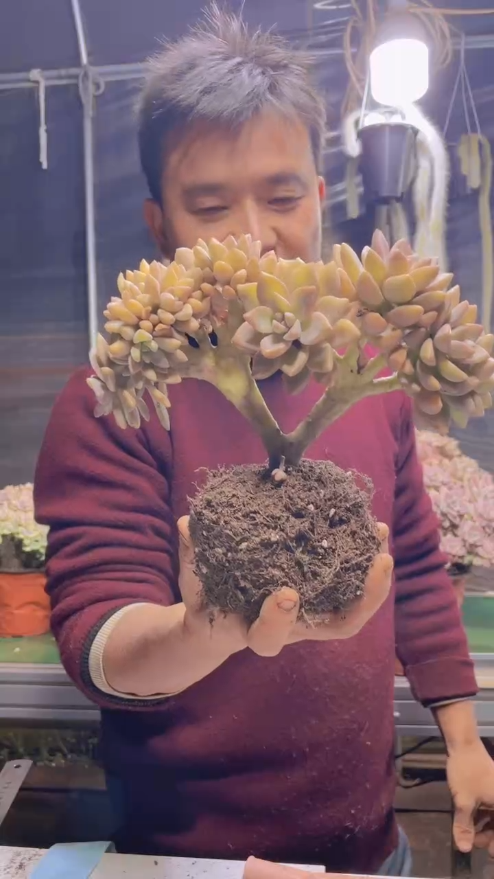 185淡雪缀化一物一拍