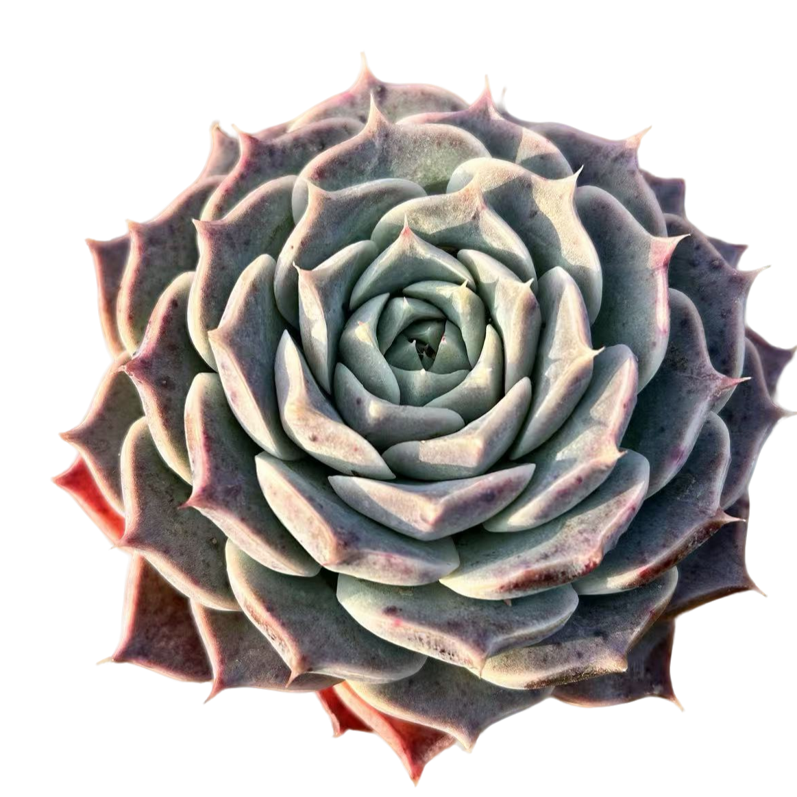 小号单头海琳娜多肉【满19包邮】