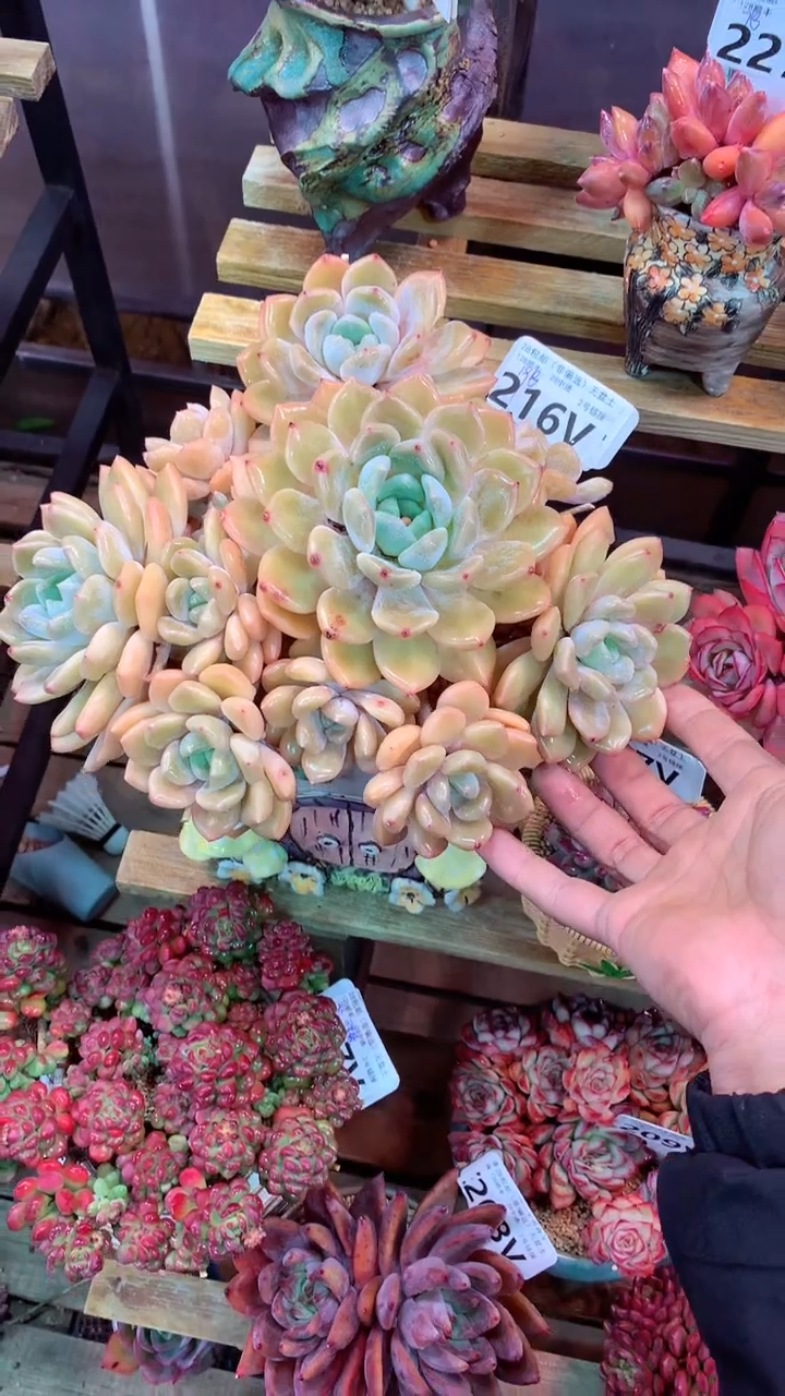 216V（一物一拍，精品多肉，w所见即所得 ）