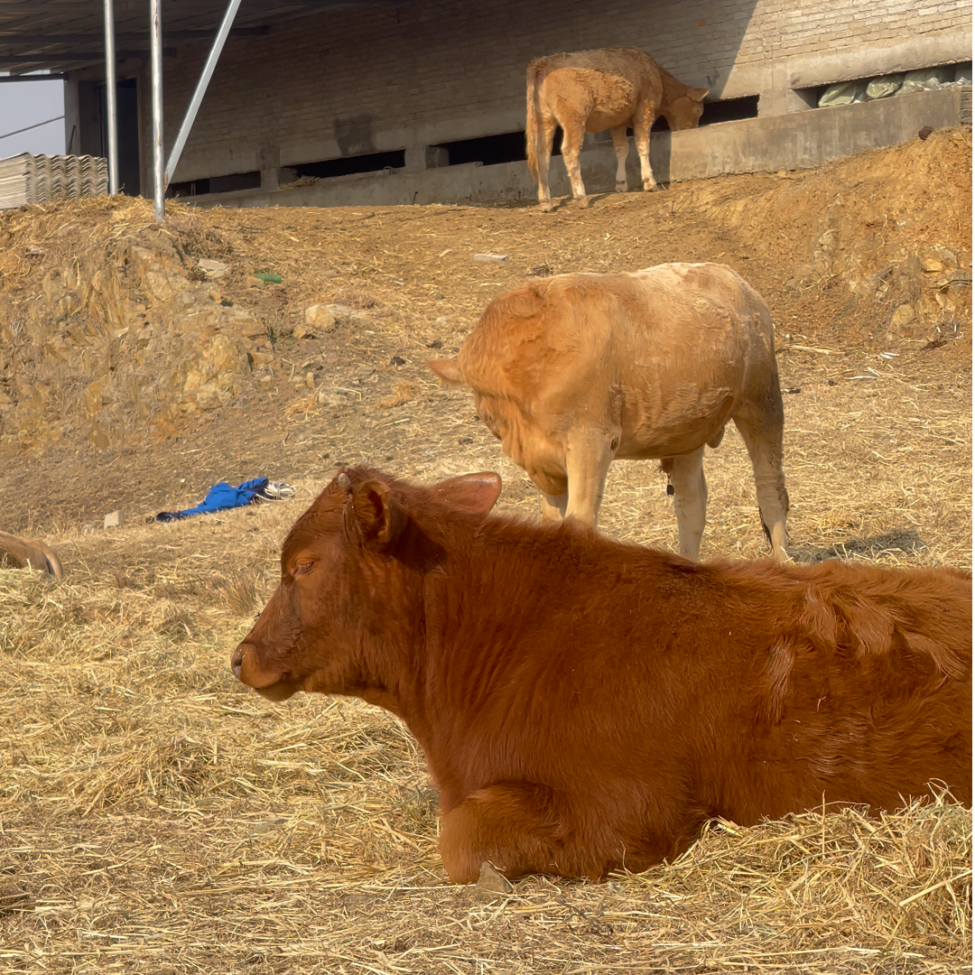 【牛牛】三苏家庭农场自养土黄牛肉顺丰包邮