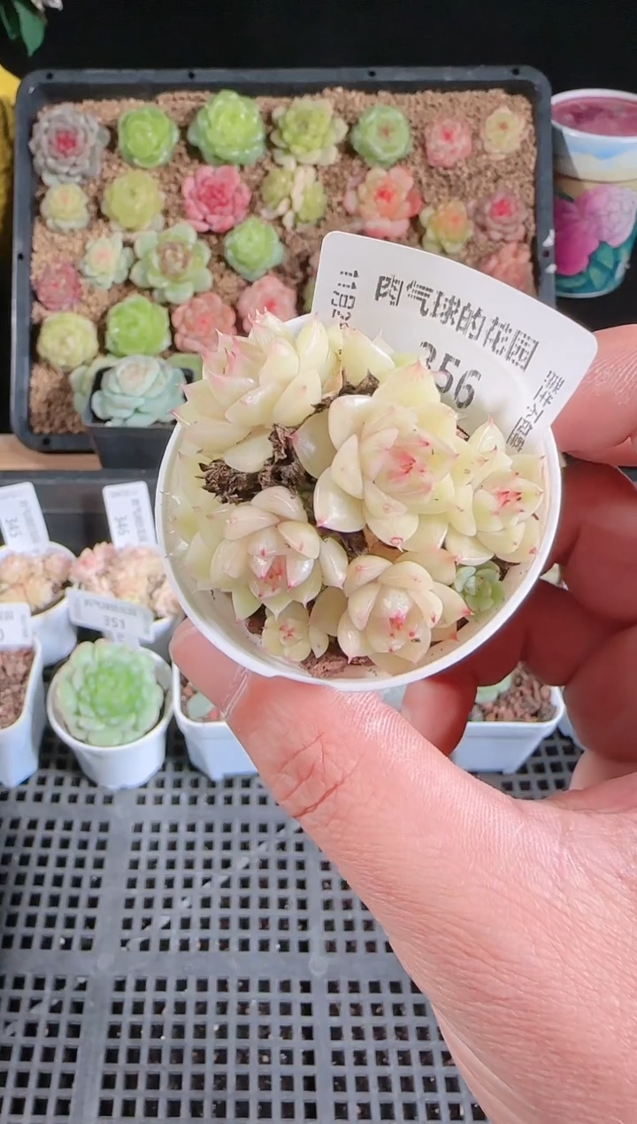 多肉1128-356群生不包整