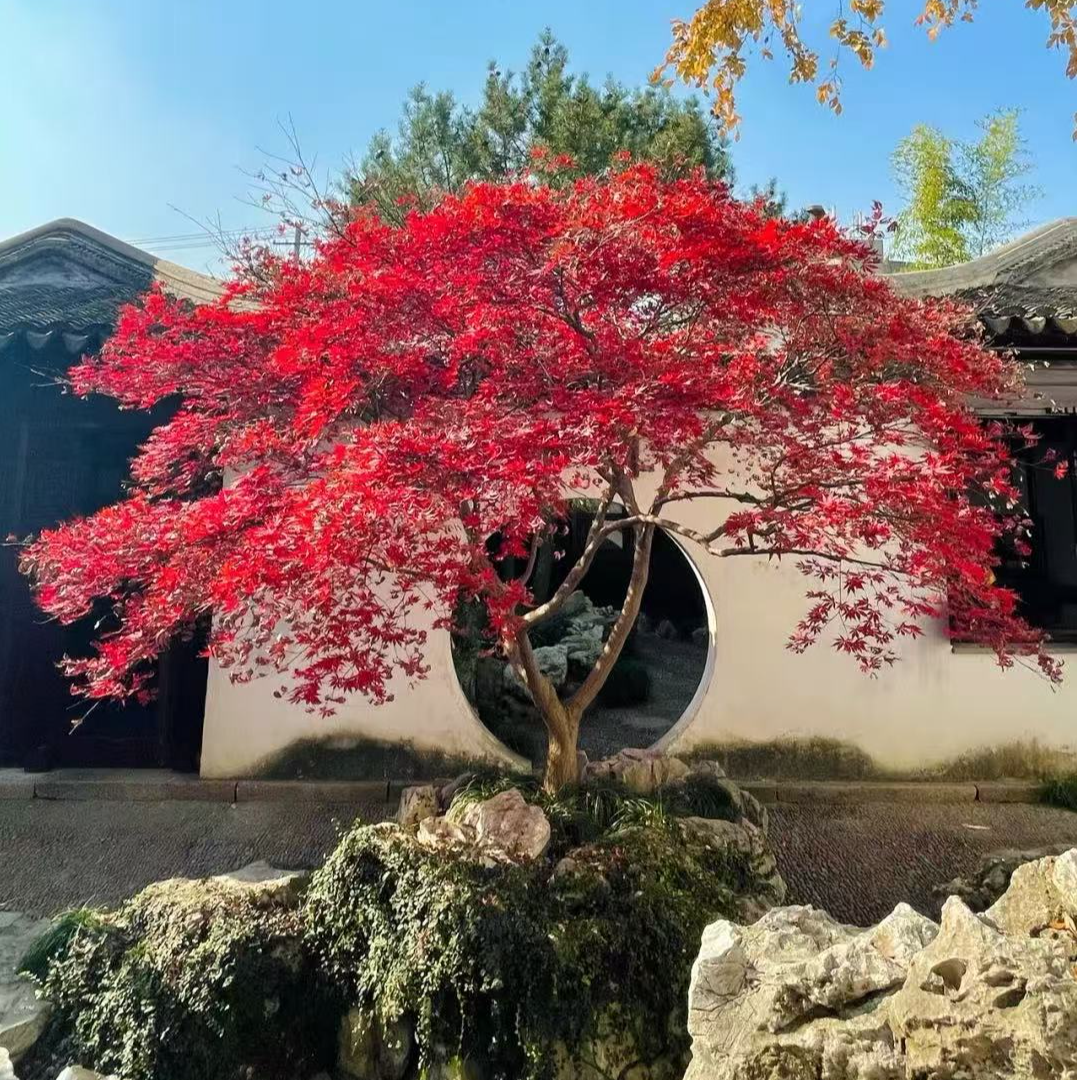 【一物一拍】红枫日本红枫庭院别墅阳台造景绿植