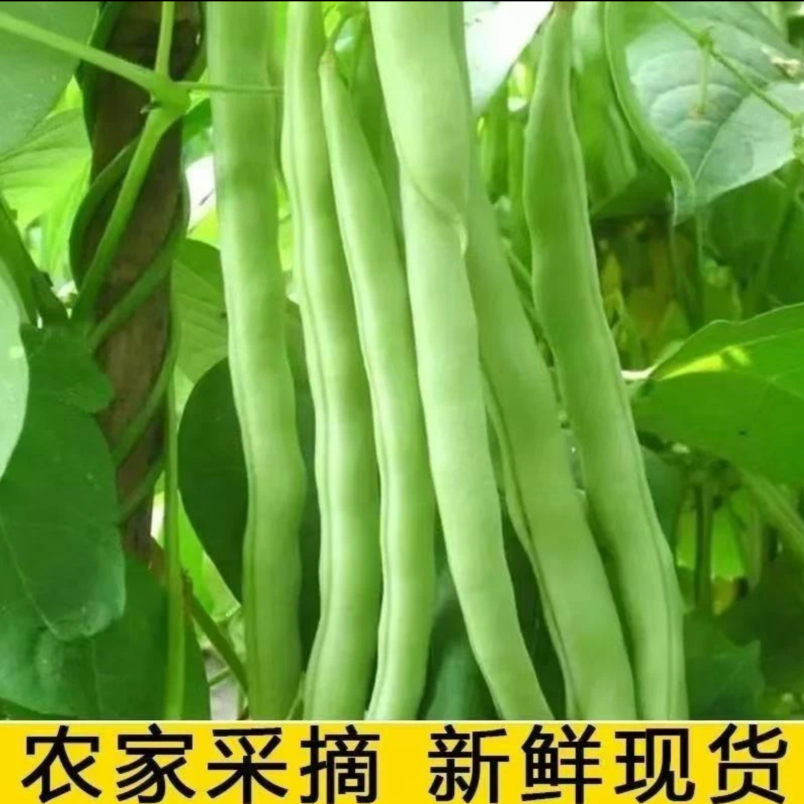 【挑幺挑六】甄选农家自种四季豆头茬1-5斤新鲜采摘豆角送货上门