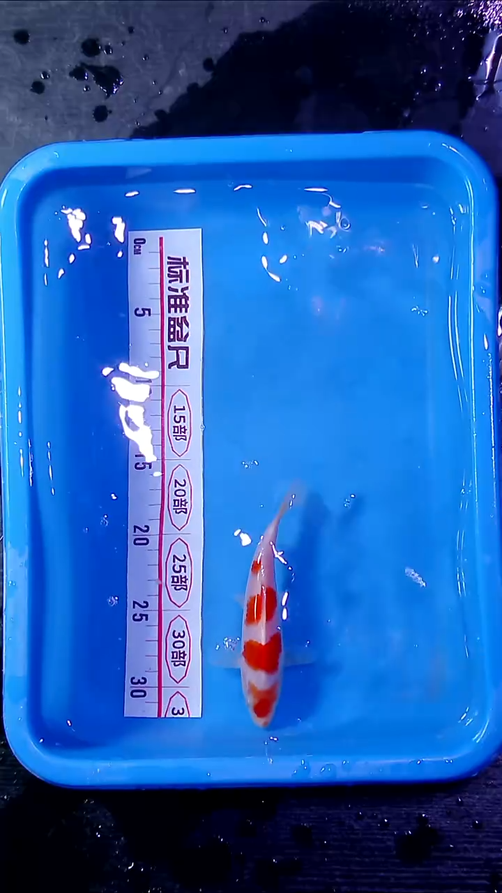 锦鲤直播间菁选 对版发货 3号