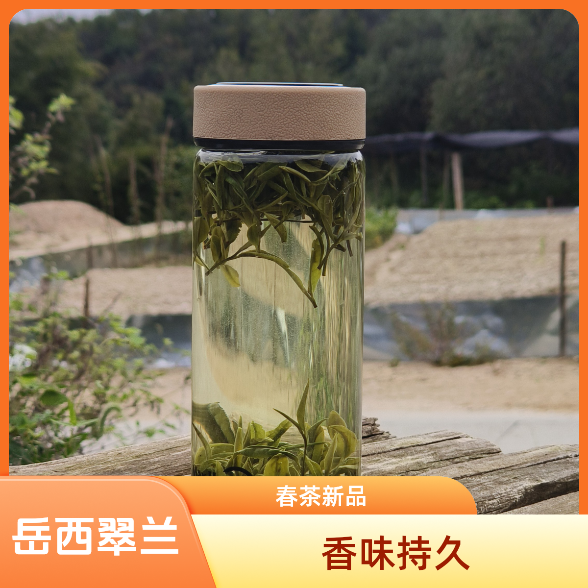 【店家推荐】岳西翠兰新茶雨前口粮茶兰花香味一芽一两叶绿茶