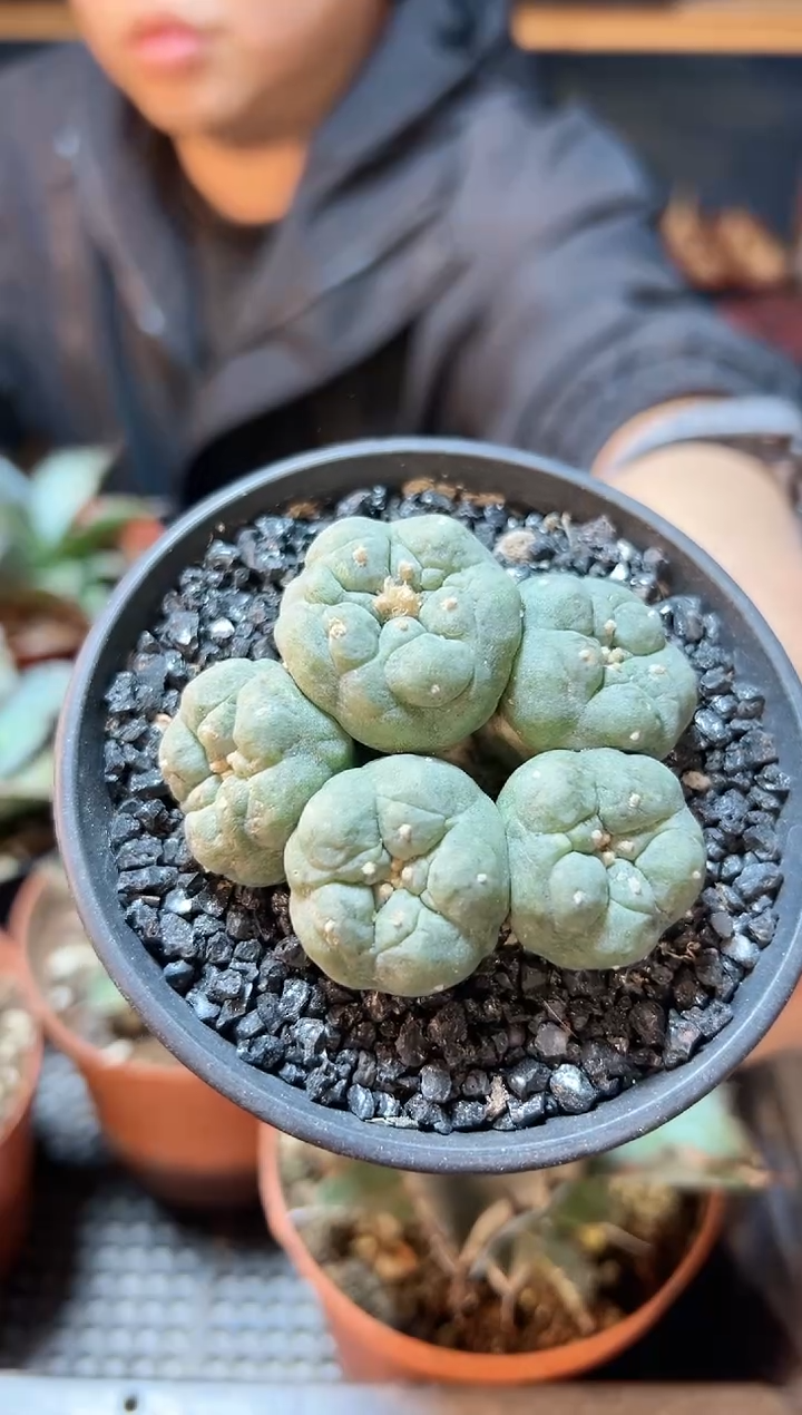 【闪购商品】13号实生5头银带皱尤6公分