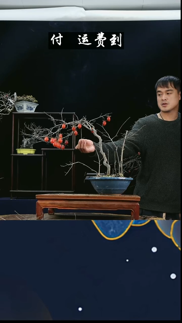 无花朵善****I668老鸦柿