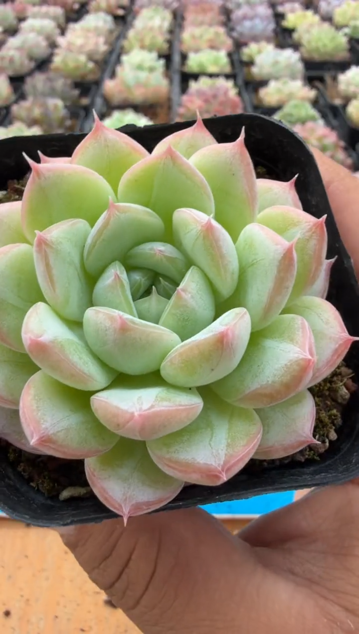 东云多肉园二店-22