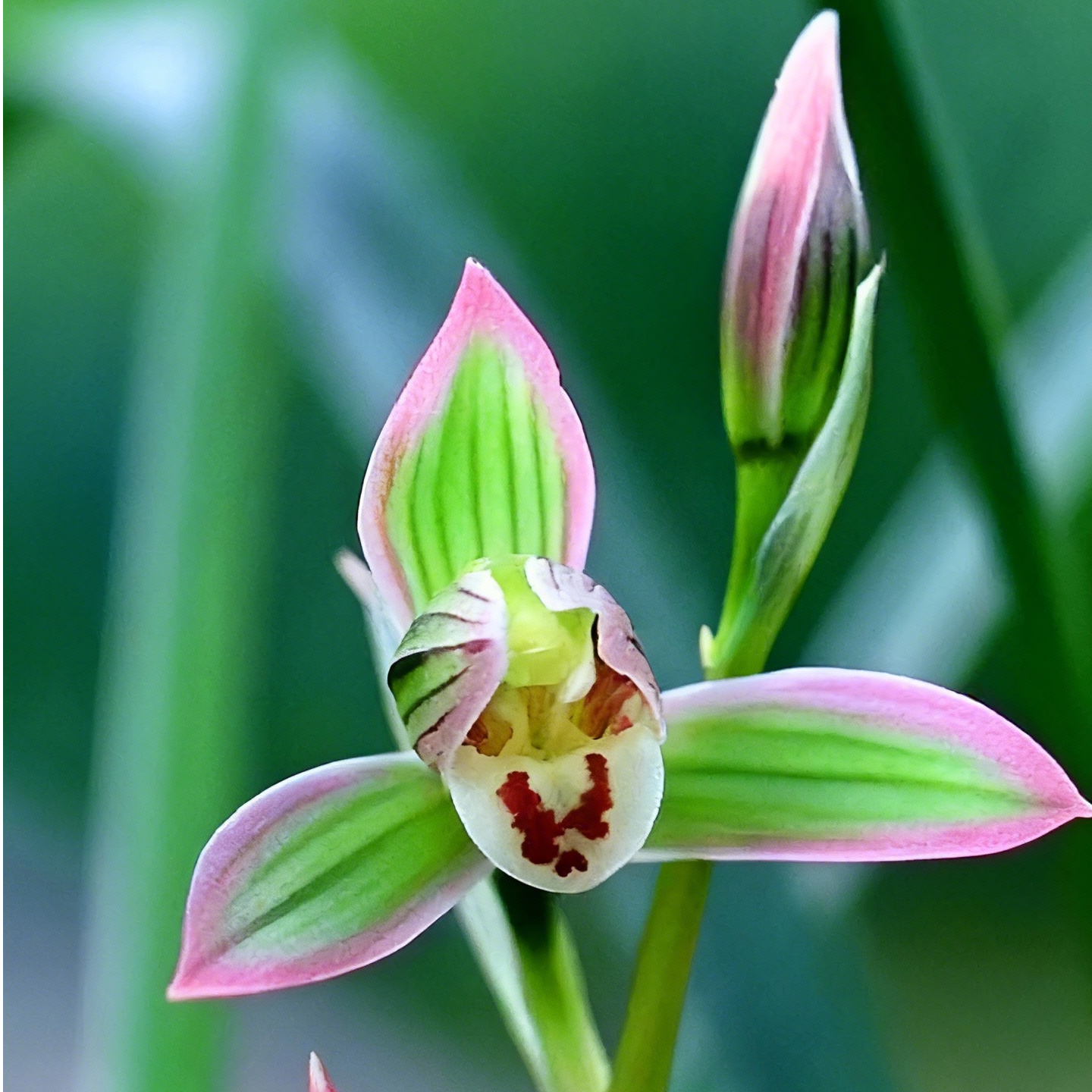 赵鹏推荐--莲瓣兰翠晶红轮