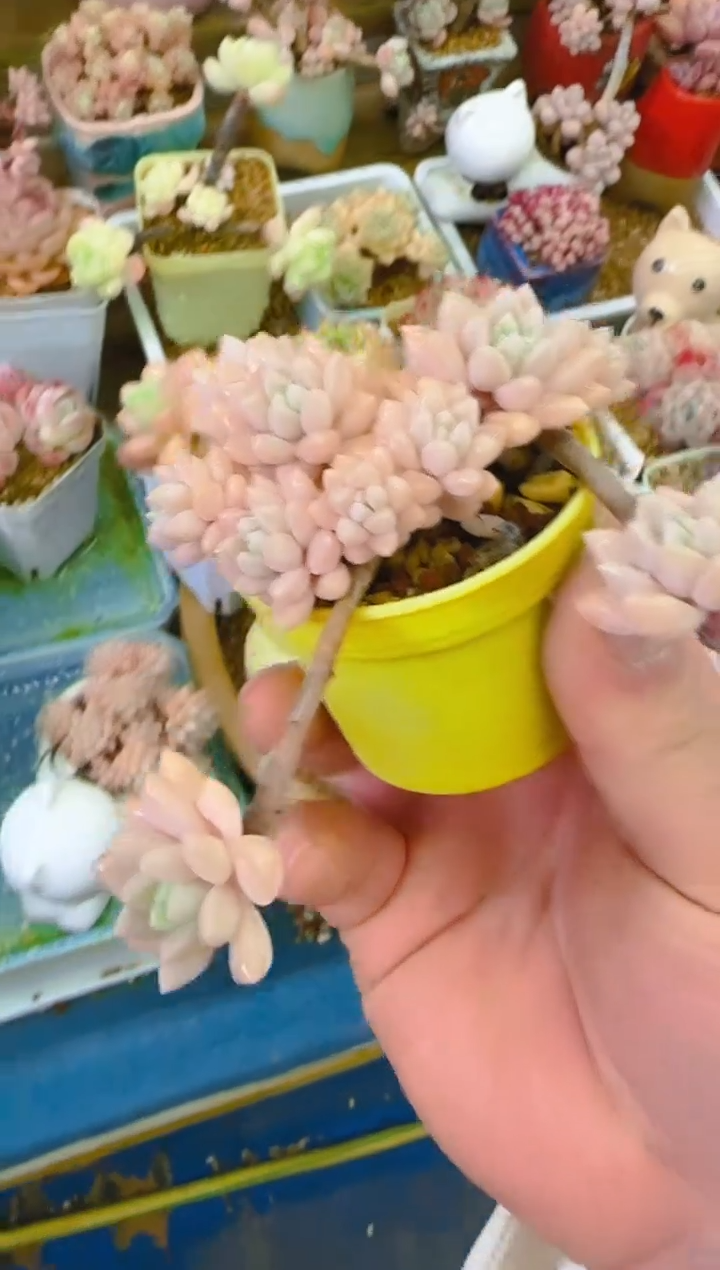 优—368—仙农（小叶秋啵)