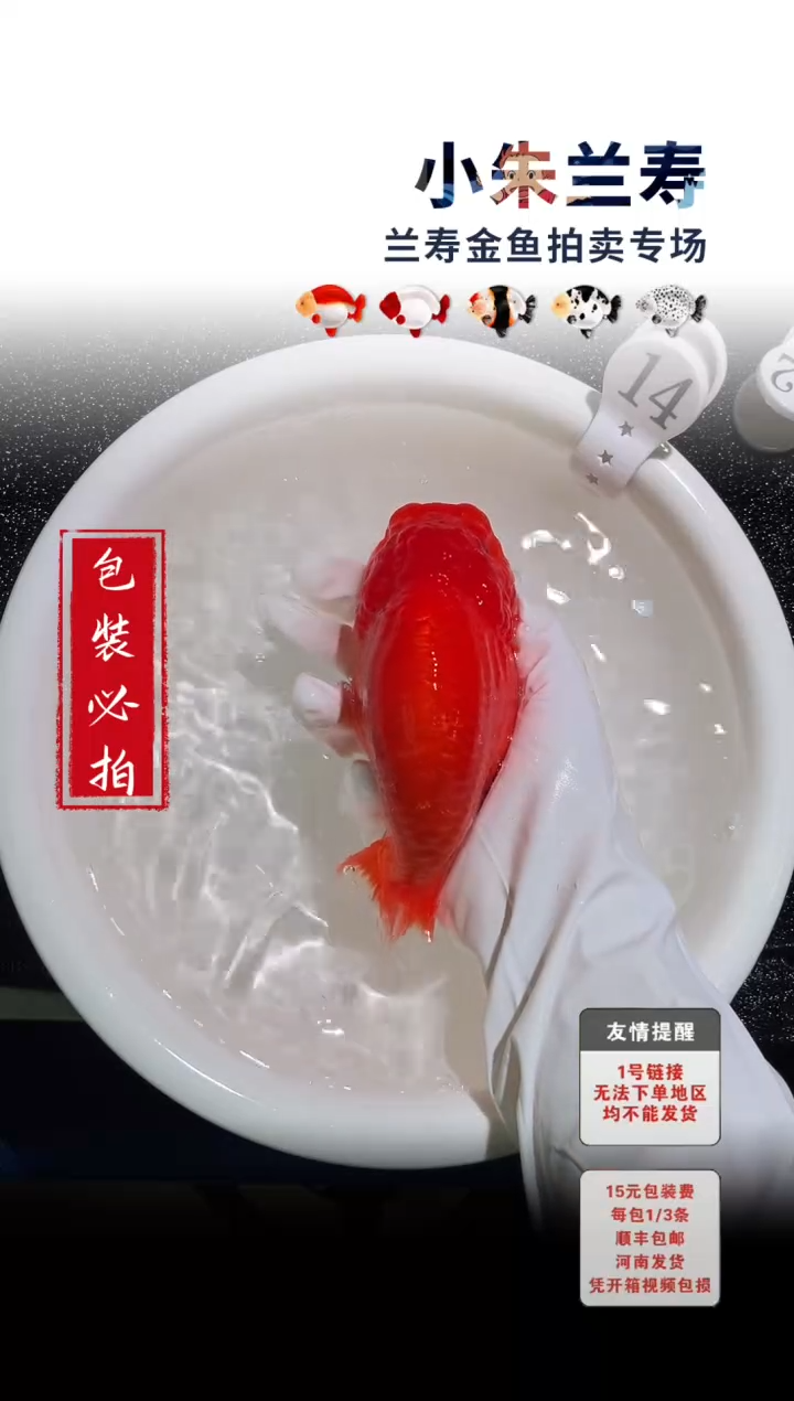 金鱼包装必拍未拍顺丰到付14号