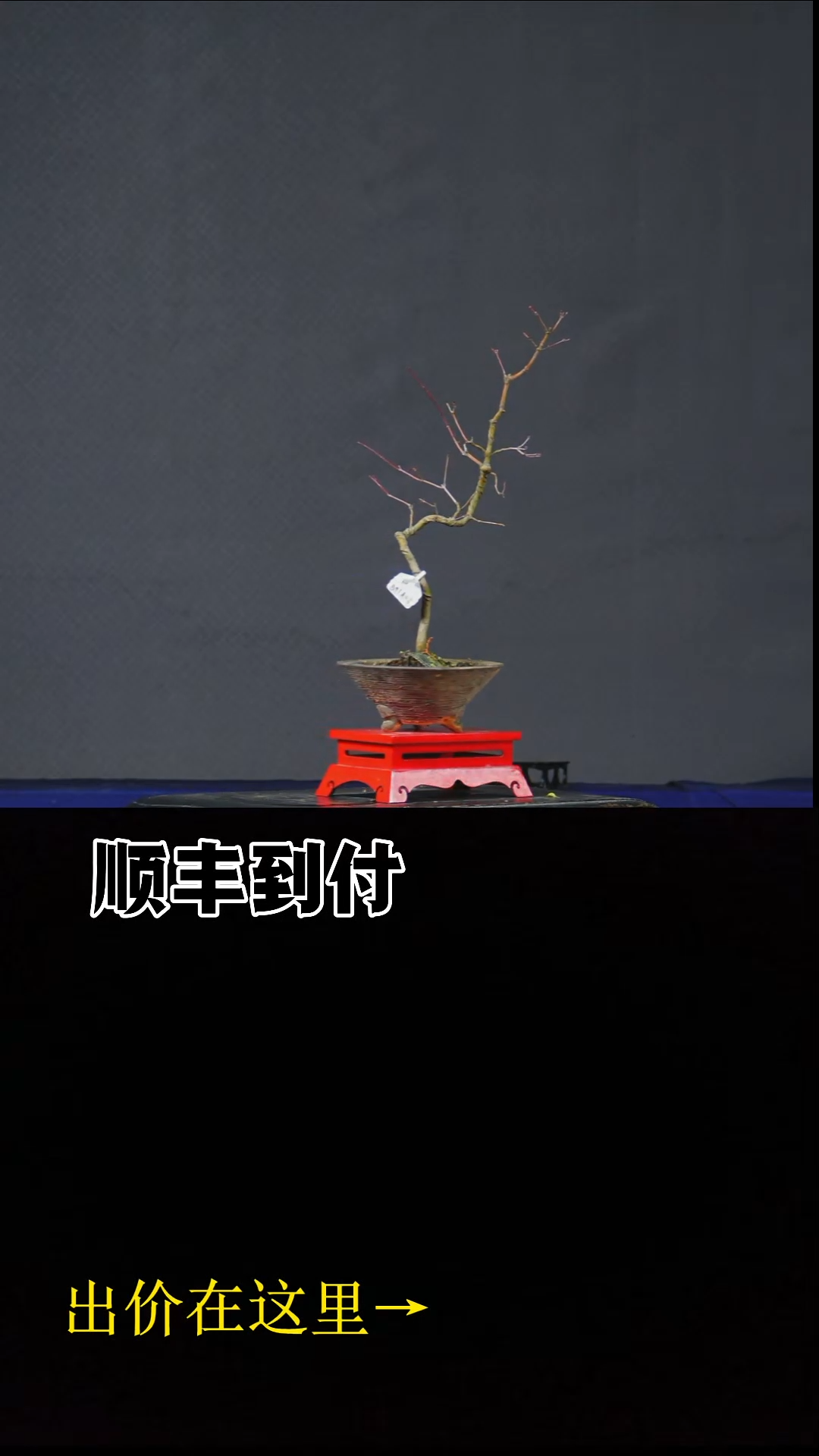 无花朵山红叶 不包邮