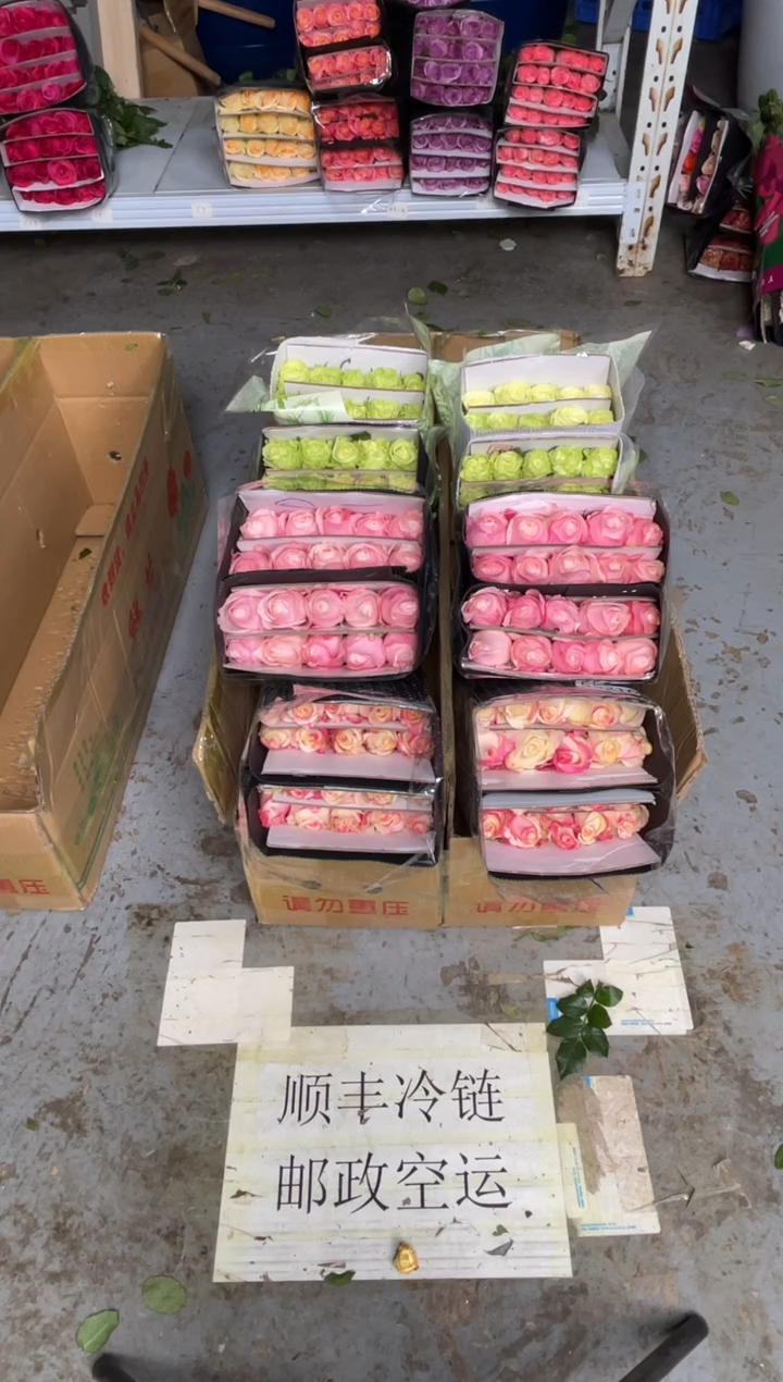 霓裳20枝+凯瑟琳20枝+小乔20枝