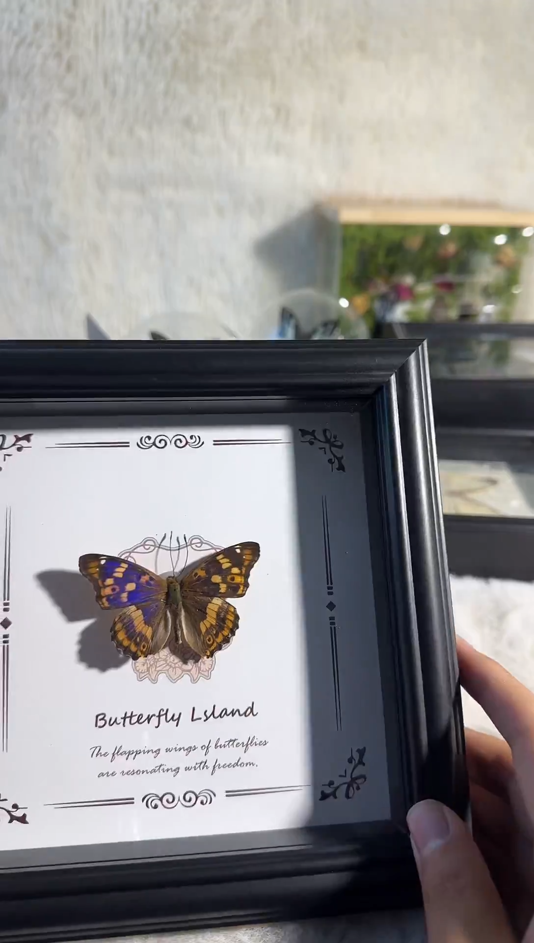 有机玻璃柳紫闪蛱蝶真实蝴蝶