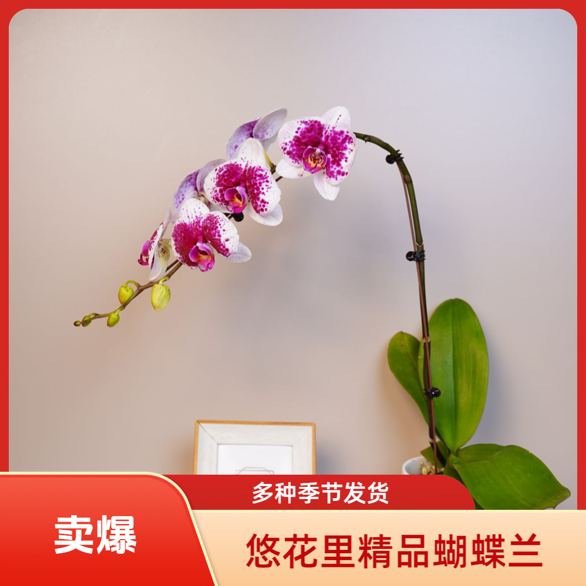 朝暮里蝴蝶兰【鸿运财神】带花带少量花苞开花珠发货