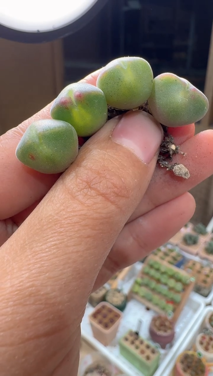 221多肉植物肉锥空蝉一颗