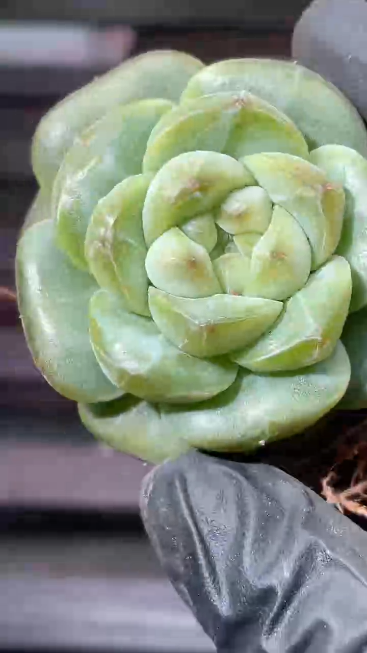36-1 菜包3-4厘米量拍发一颗
