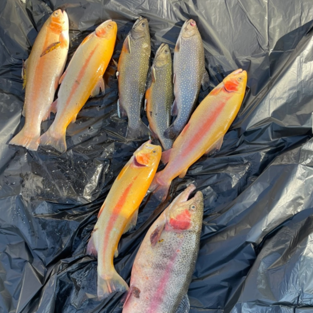 金鳟虹鳟淡水广温工具鱼观赏鱼