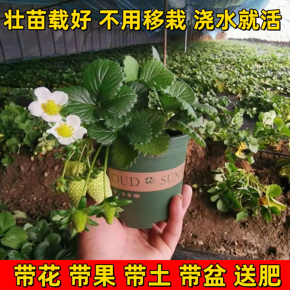 （带花带青果）草莓苗红颜奶油壮苗地挖栽好带土带盆带托带肥