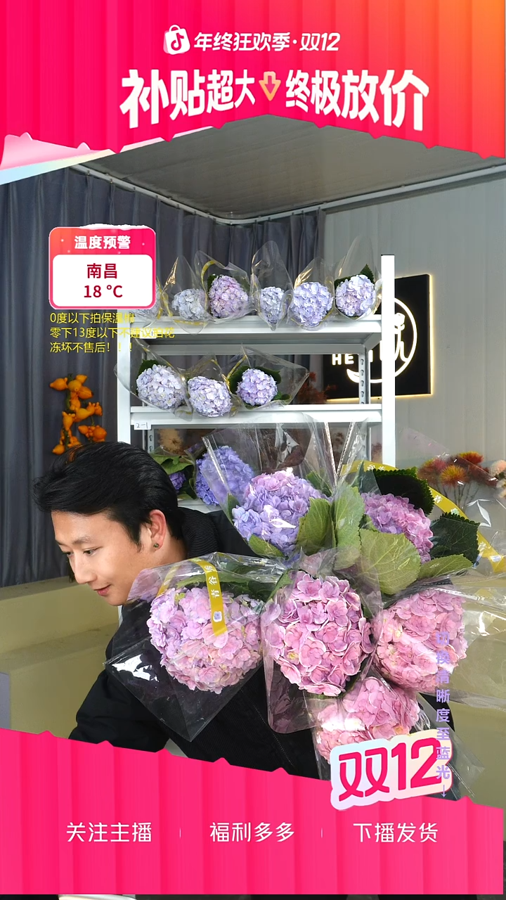 完全开放飛****思6枝绣球 