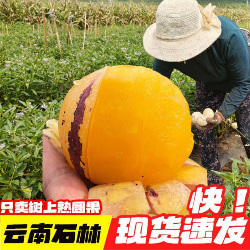 云南石林树上熟黄肉圆果新鲜清甜多汁当季水果