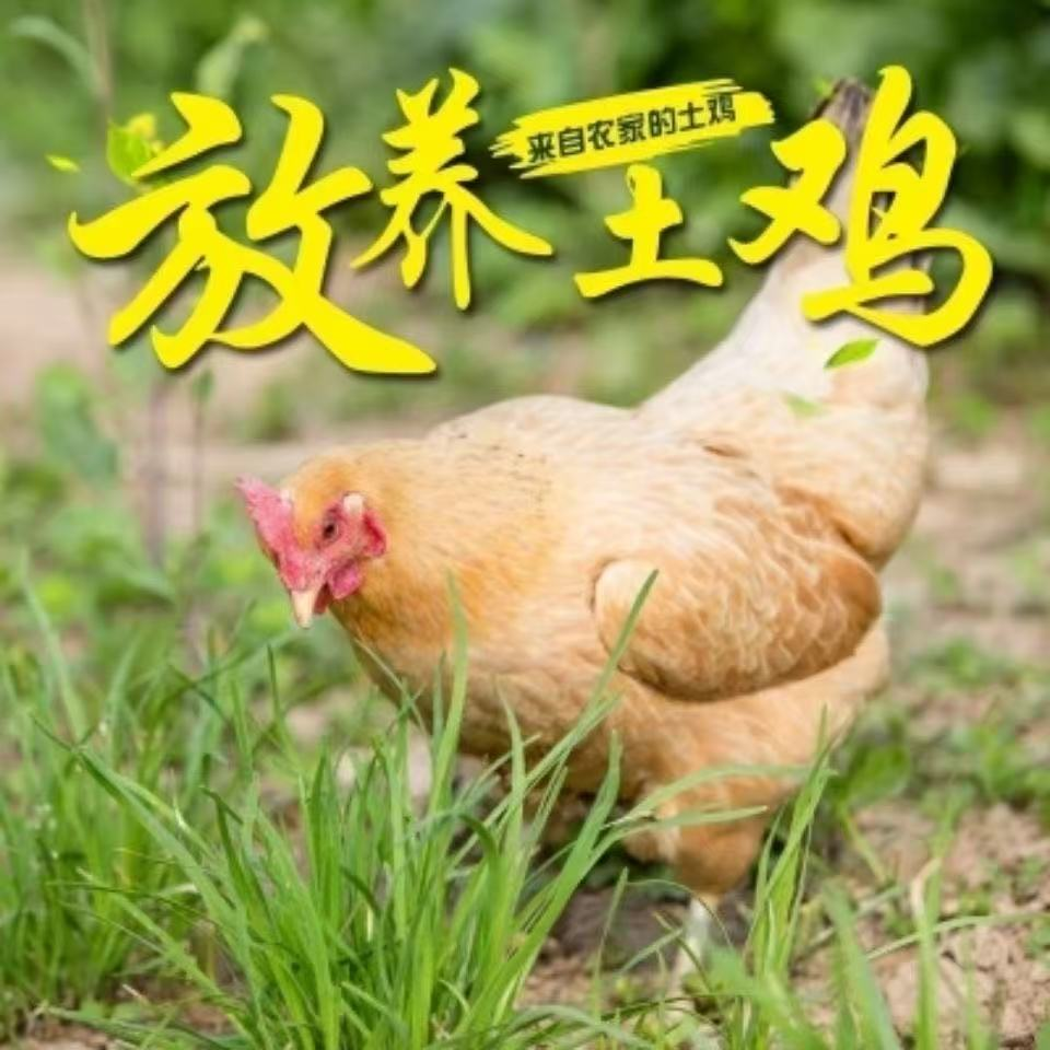 放养黄油老母鸡 带内脏 5只装 总重9斤