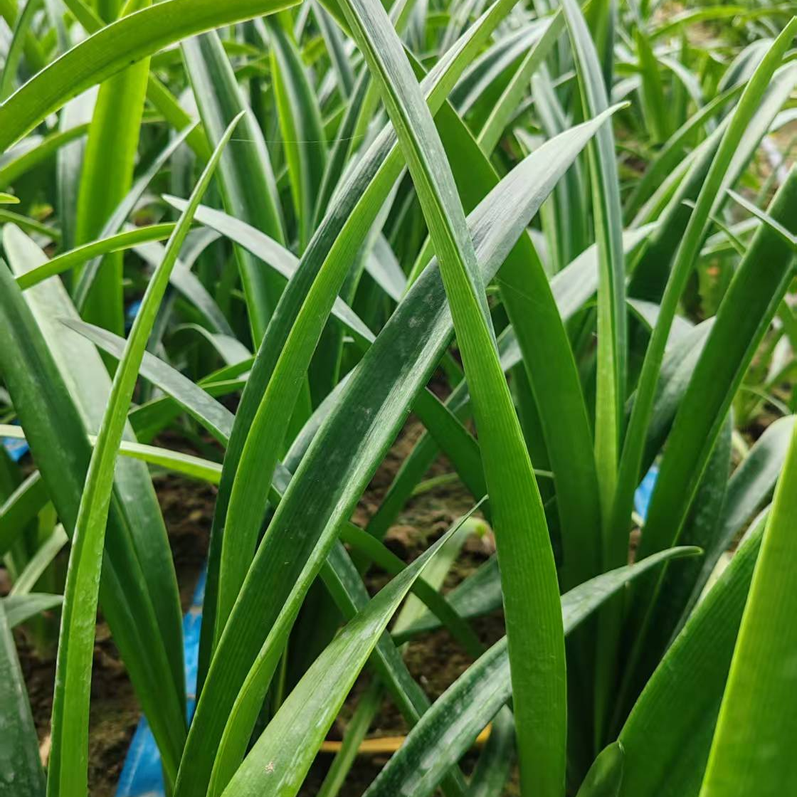 【一物一拍 】重瓣朱顶红 