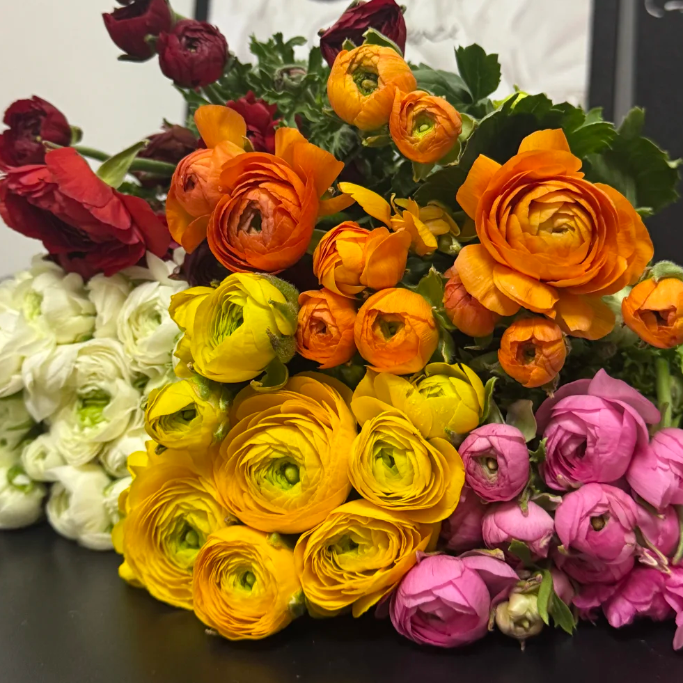 【新品福利】【洋牡丹】云南鲜花 全店任意两件包邮送货上门