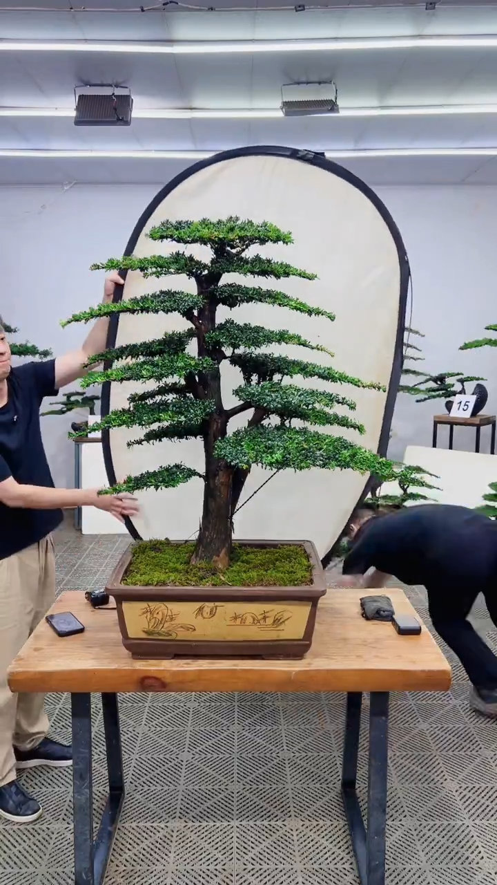 无花朵造型盆景一物一拍