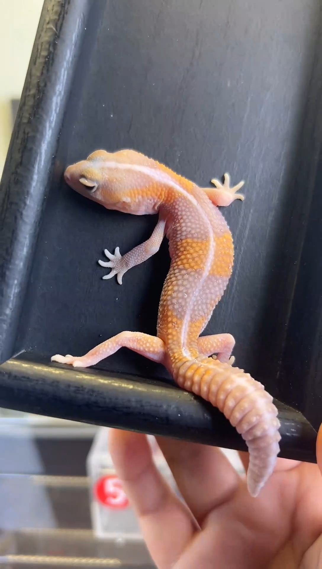 肥尾守宫直线橘白妹妹