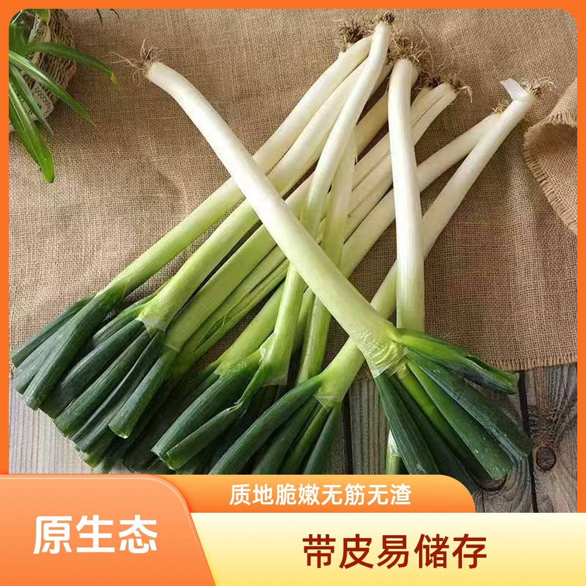 正宗东北黑土地大葱去头现挖现发新鲜大葱