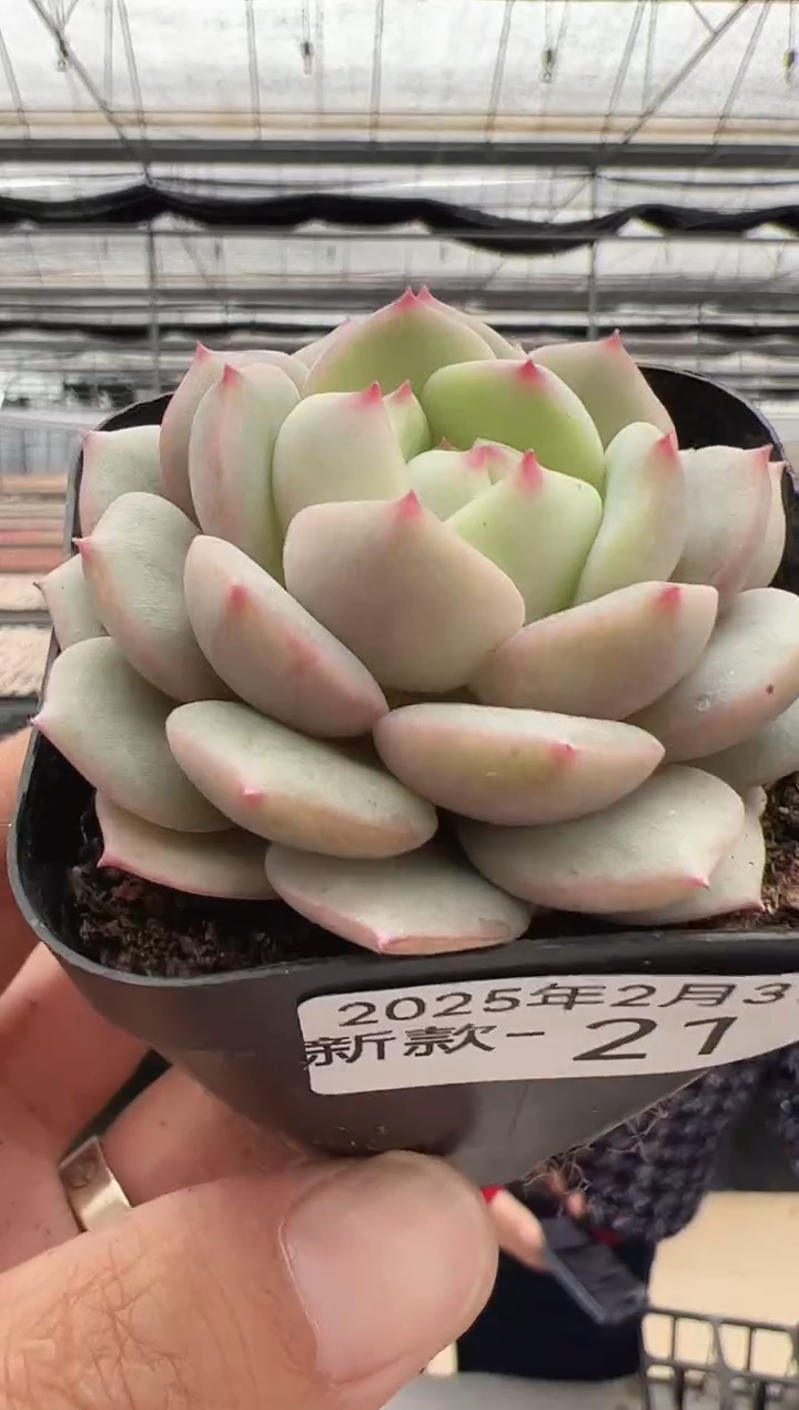 【闪购商品】新款多肉-21