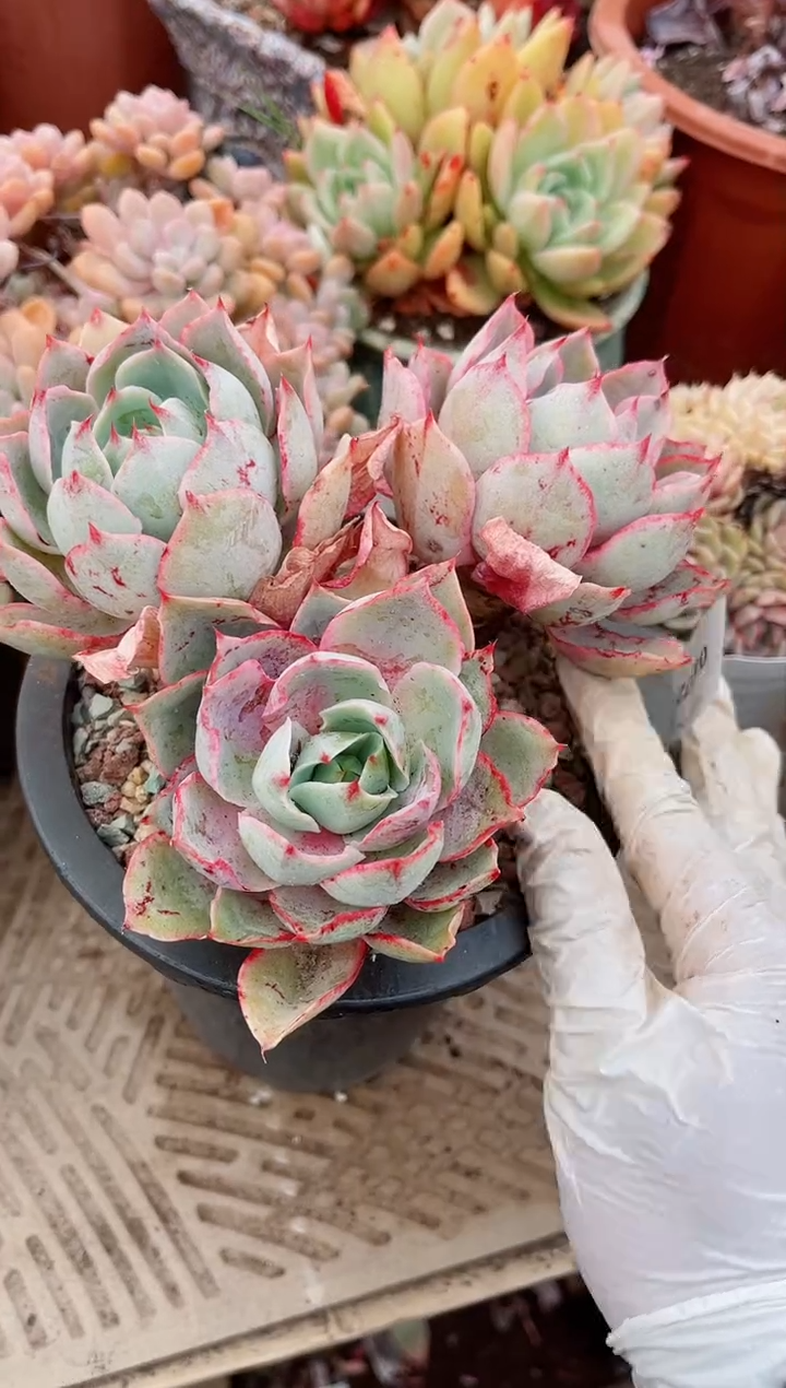 【闪购商品】04372