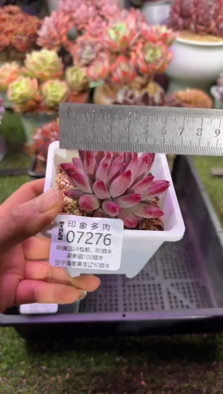 【闪购商品】07276