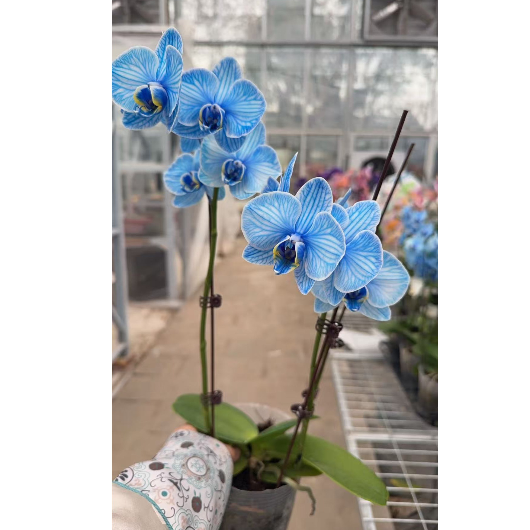 基地直发蝴蝶兰马卡龙带花剑四季开花