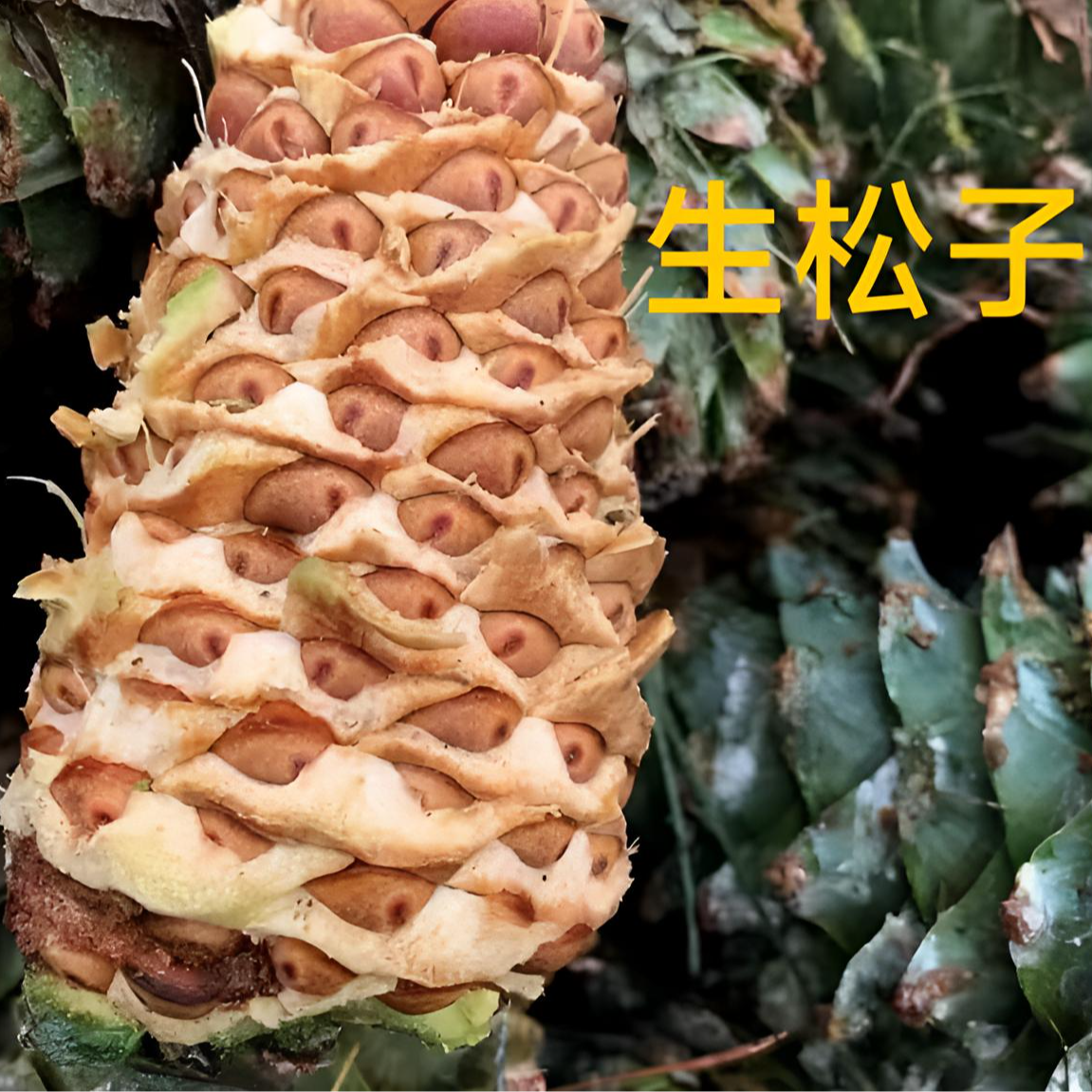 2025年新鲜 生松子 大颗粒 650-750颗粒