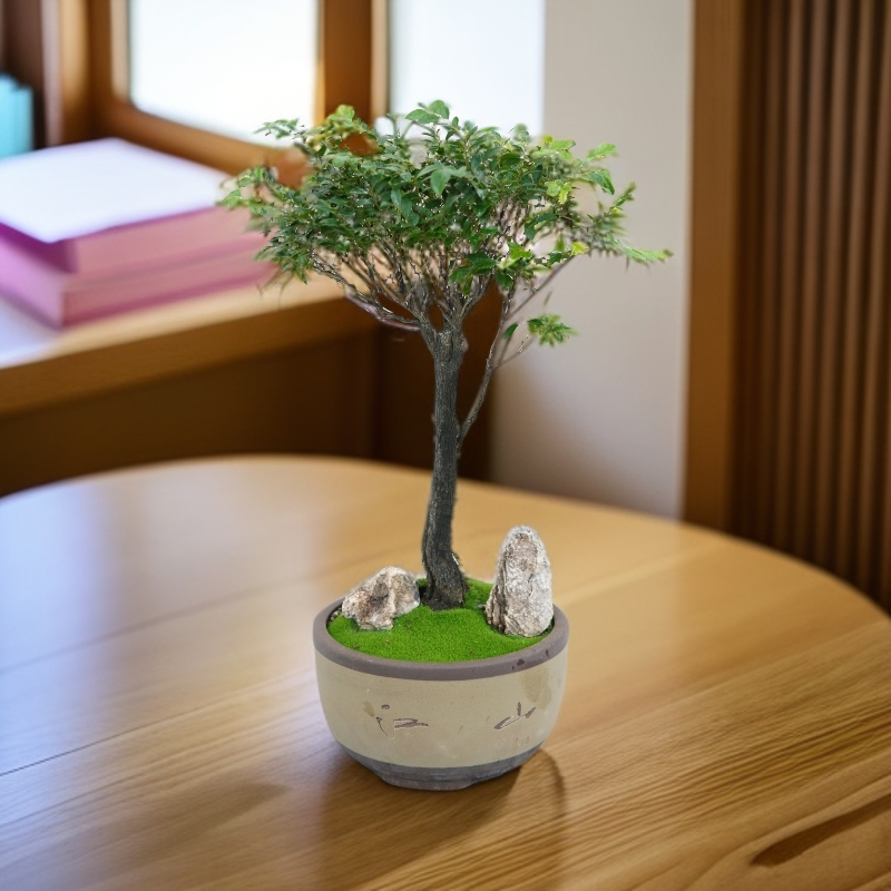 小叶紫檀盆景独杆老桩黑骨茶树苗室内客厅花卉盆栽办公室桌面绿植