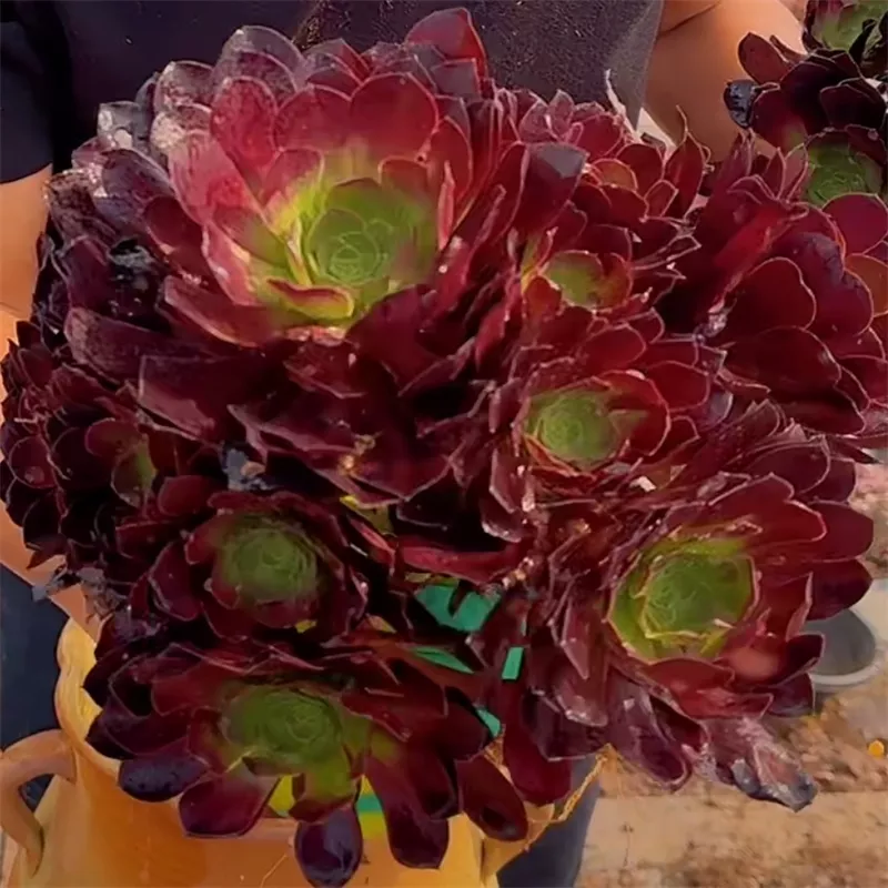 零花钱多肉   地栽欧紫法师   广场   多肉植物