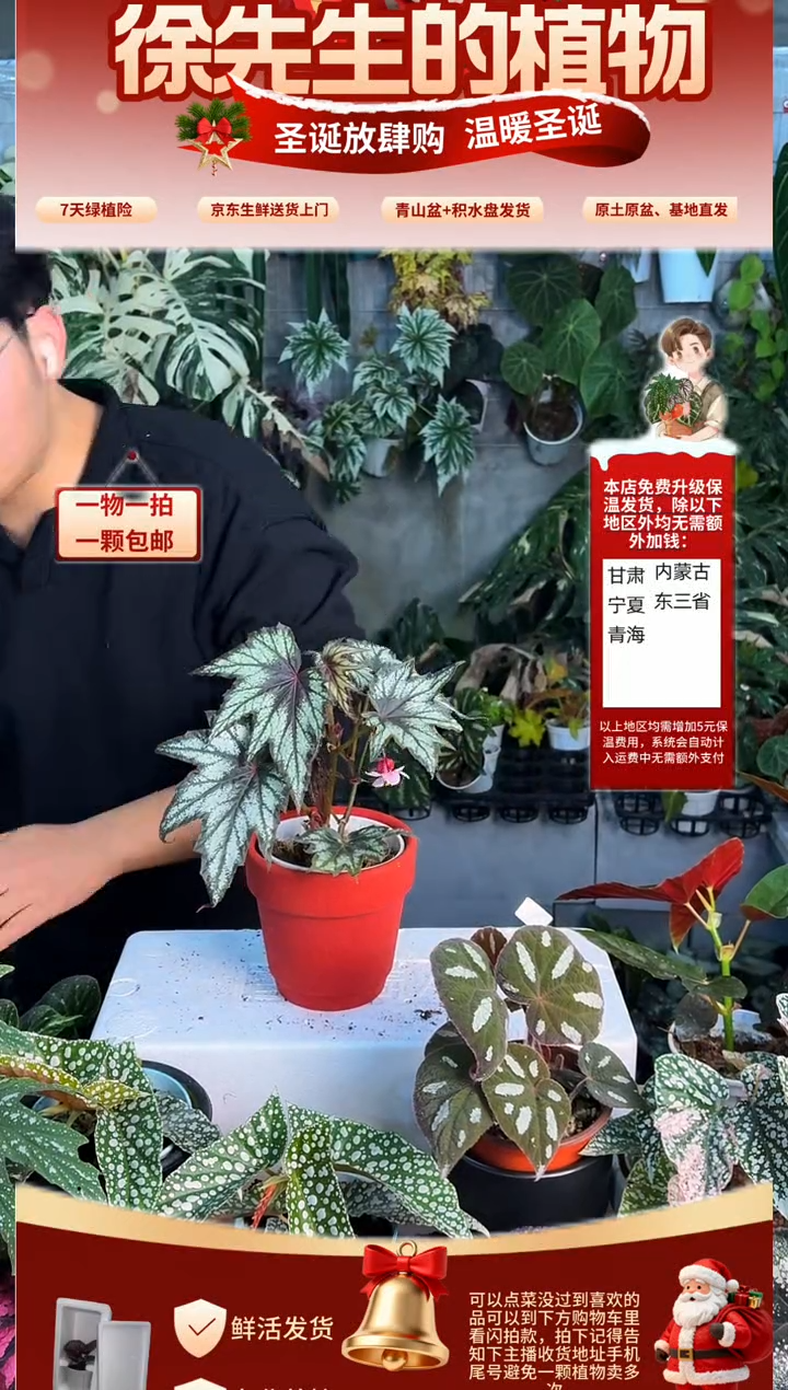 完全开放枫叶小兄弟