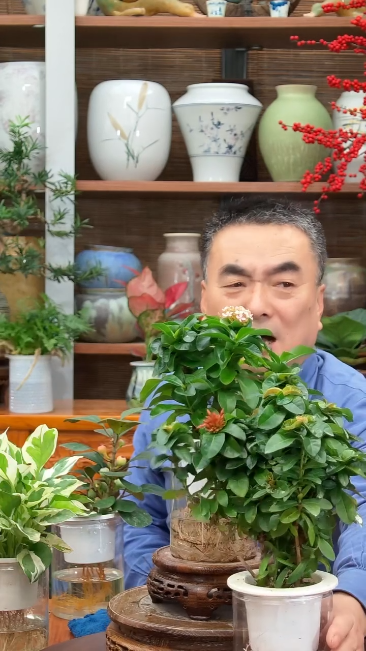无花朵我****糊水之韵水培龙船花2 